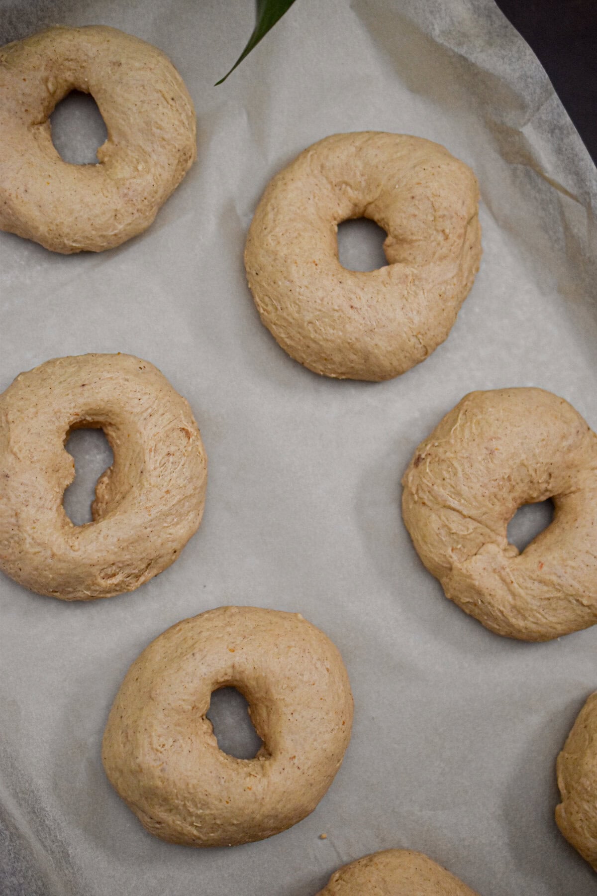 The bagels are shaped and placed on a piece of parchment paper.